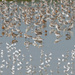 Shorebirds at Pūkorokoro by yorkshirekiwi