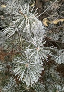 8th Mar 2023 - More Frosty Pine Needles