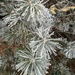 More Frosty Pine Needles by harbie