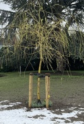 9th Mar 2023 - Our New Weeping Willow