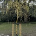 Our New Weeping Willow by elainepenney