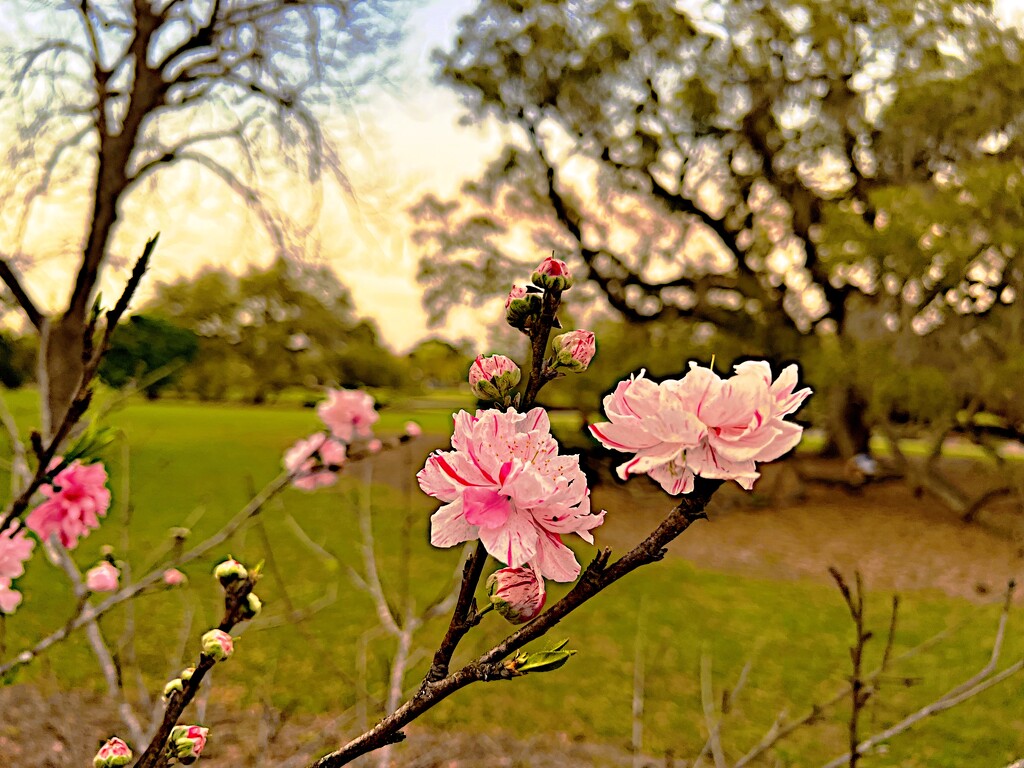 Cherry blossom scene at the park by congaree