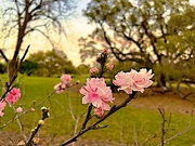 10th Mar 2023 - Cherry blossom scene at the park