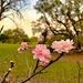 Cherry blossom scene at the park by congaree