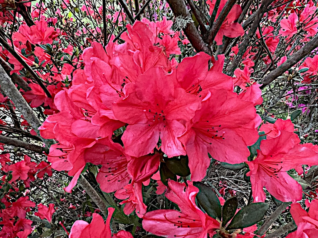 The azaleas this Spring have never seemed so beautiful! by congaree