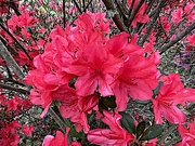 10th Mar 2023 - The azaleas this Spring have never seemed so beautiful!