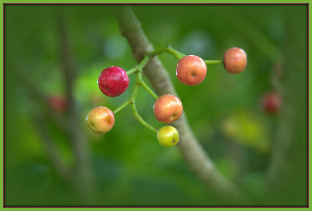 Puriri berries by dide