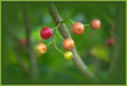 10th Mar 2023 - Puriri berries