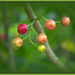 Puriri berries by dide