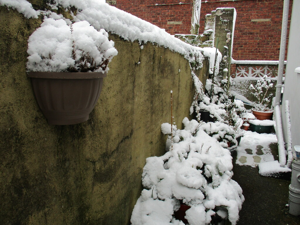 Snowy garden. by grace55