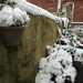 Snowy garden. by grace55