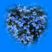 10th Mar 2023 - forget-me-nots