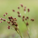 The wild grasses... by marlboromaam