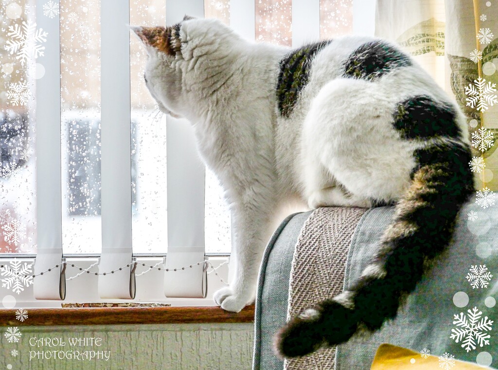 Merlin Watching The Falling Snow by carolmw