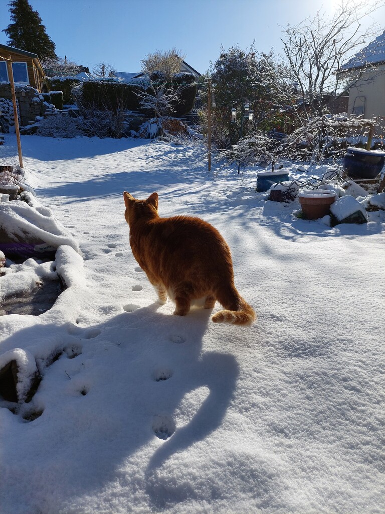 Misty surveying the snow, but not liking it. by samcat