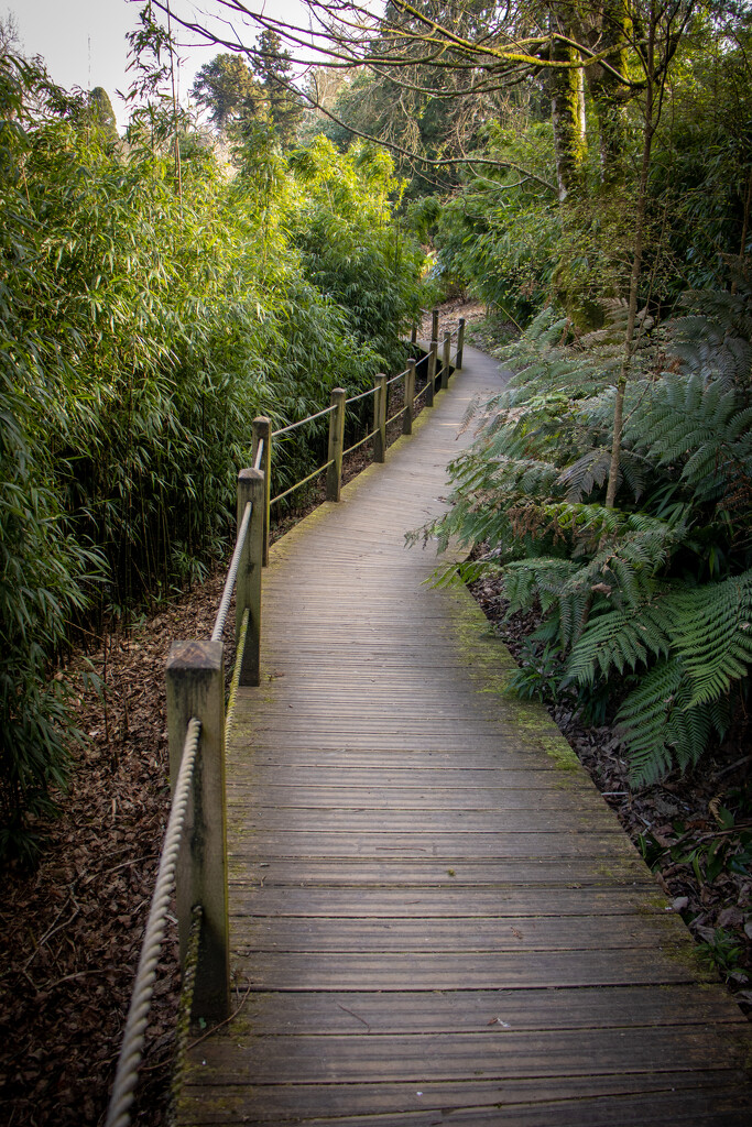A walkway through the jungle by swillinbillyflynn