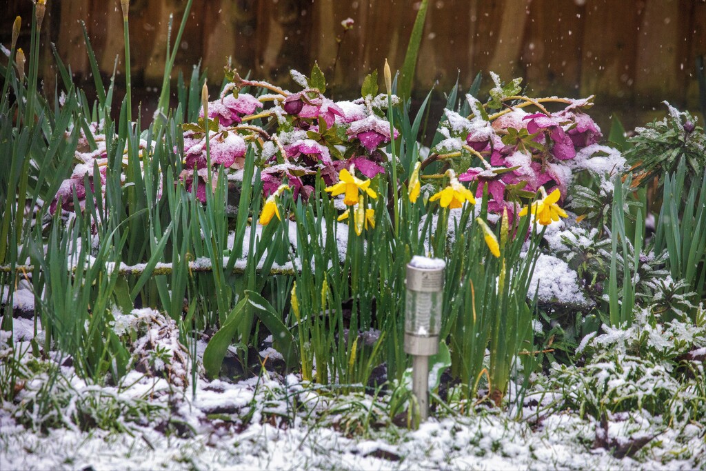 Snow in the Garden by carole_sandford