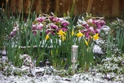 10th Mar 2023 - Snow in the Garden