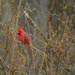 Mr. Cardinal by pej76