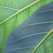 9th Mar 2023 - Avocado Leaf Green