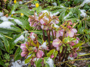 10th Mar 2023 - Spring flowers under the snow