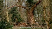 10th Mar 2023 - Gnarly old tree.......