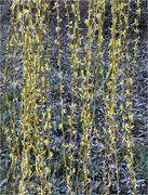 10th Mar 2023 - Willow 2