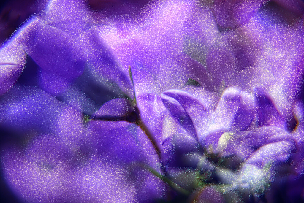 Flower power III by pompadoorphotography