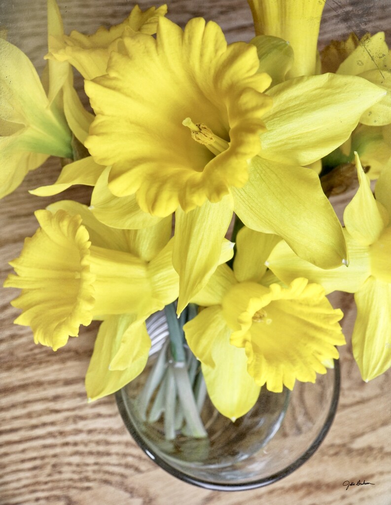 Daffodils in Bloom by 2022julieg