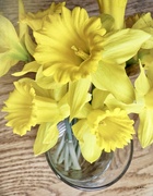 10th Mar 2023 - Daffodils in Bloom