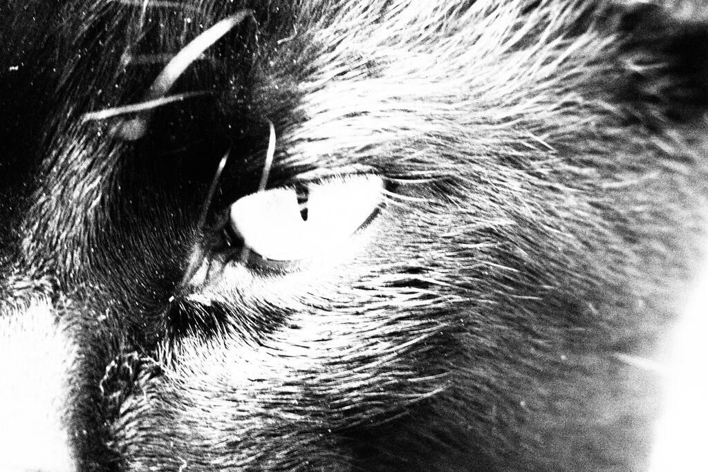 Feline in black and white 1 by antonios