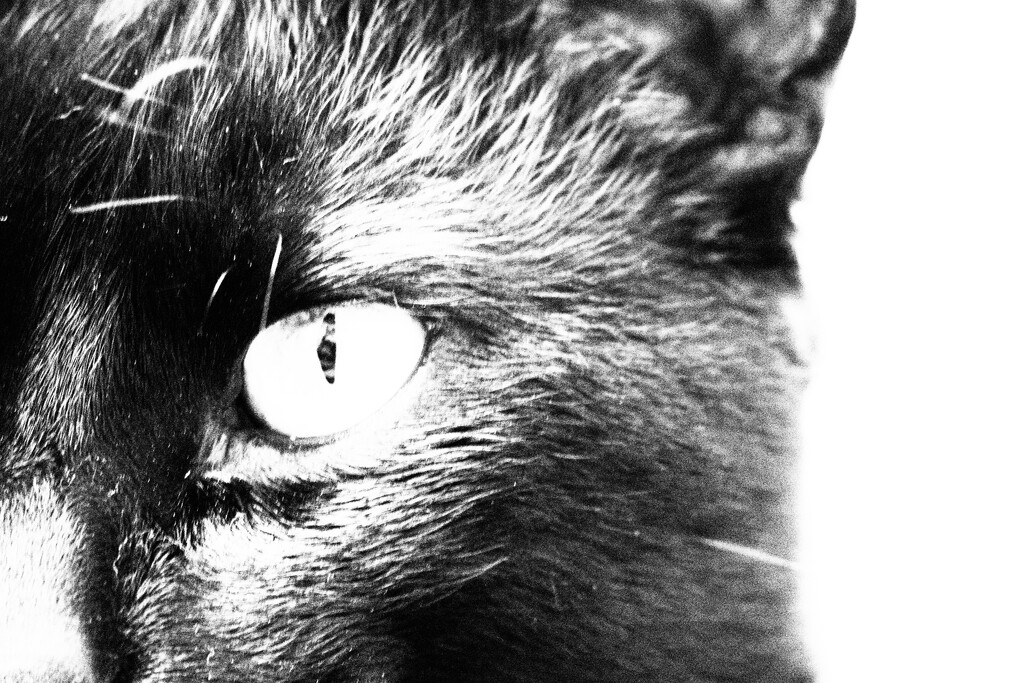 Feline in black and white 2 by antonios