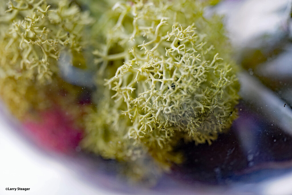 Lichen by larrysphotos