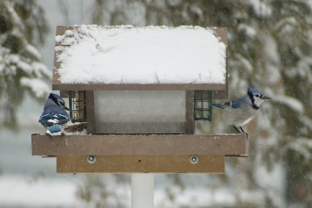 Two bluejays by mltrotter