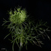 Green seed head by theredcamera