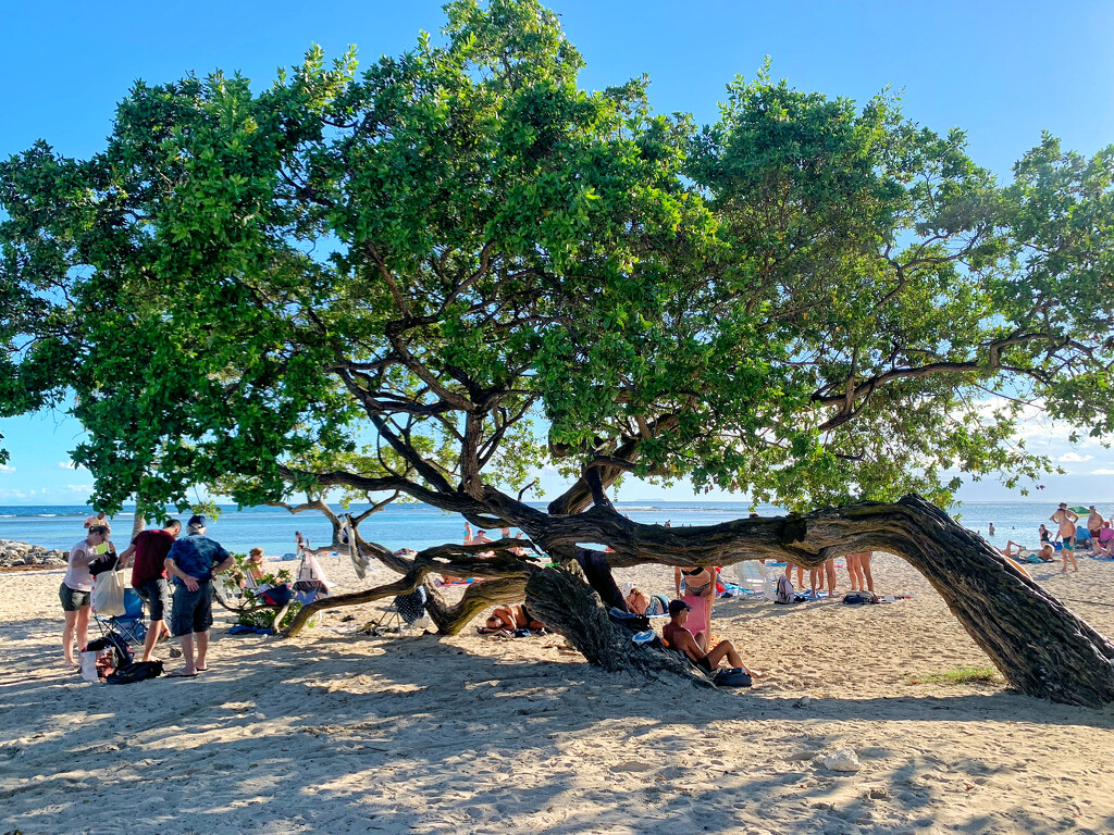The tree on the beach.  by cocobella