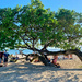 The tree on the beach.  by cocobella