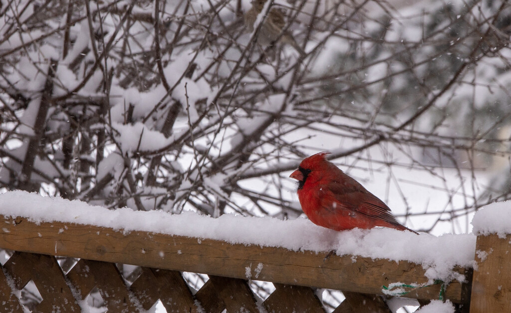 Snowy Cardinal by pdulis