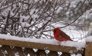 10th Mar 2023 - Snowy Cardinal