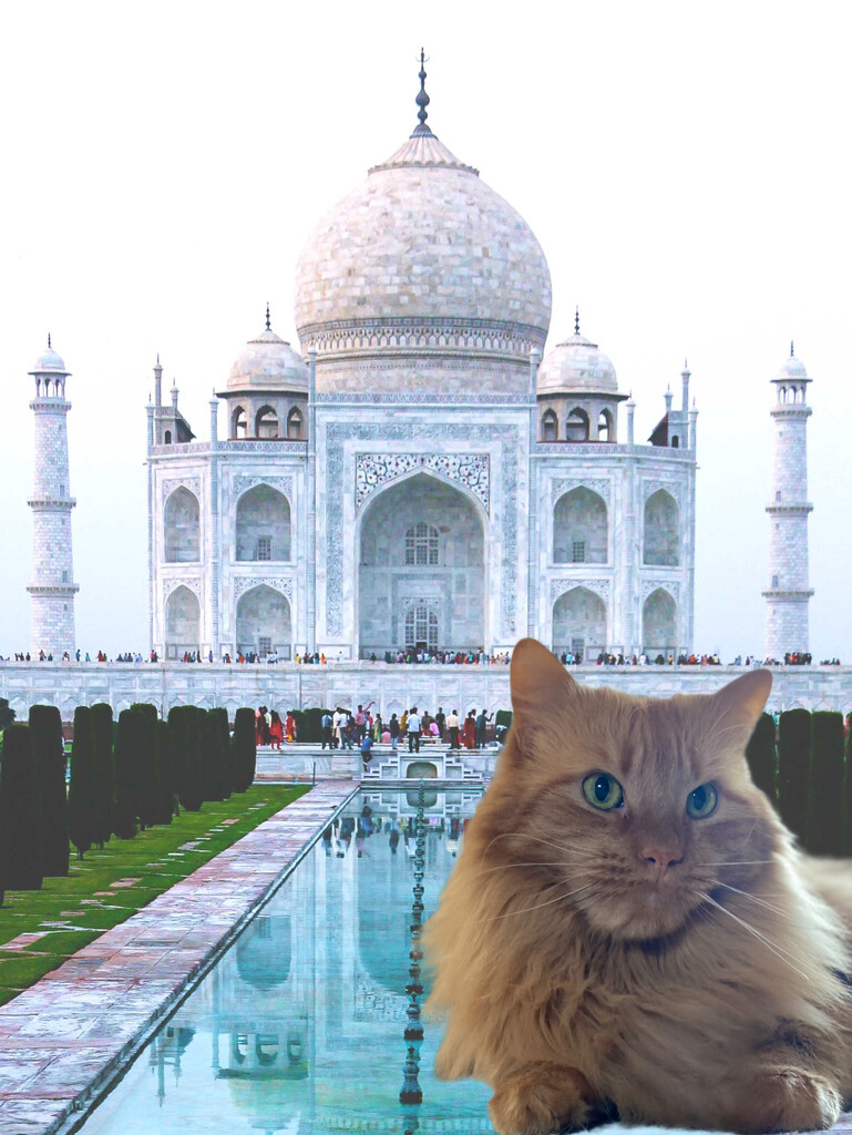 Day 68: Dwight Goes To The Taj Mahal by sheilalorson