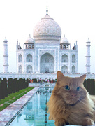 9th Mar 2023 - Day 68: Dwight Goes To The Taj Mahal
