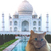 Day 68: Dwight Goes To The Taj Mahal by sheilalorson