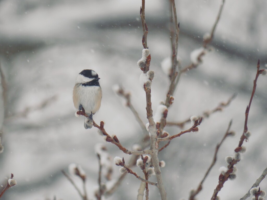 Chickadee in a snowstorm by ljmanning
