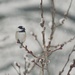 Chickadee in a snowstorm by ljmanning