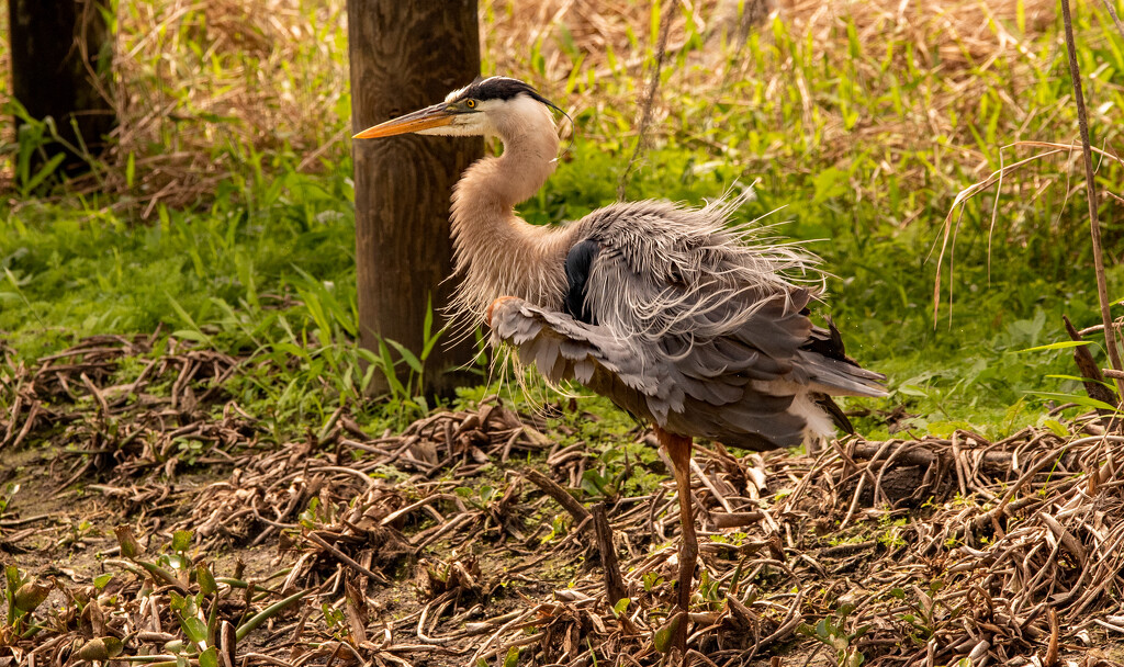 Bad Hair Day for the Blue Heron! by rickster549