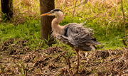 10th Mar 2023 - Bad Hair Day for the Blue Heron!