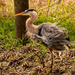 Bad Hair Day for the Blue Heron! by rickster549