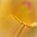 Hibiscus Petal by genealogygenie