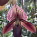 orchid show at the botanic garden with lily by wiesnerbeth