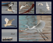 11th Mar 2023 - Visit the Birds at Naklua